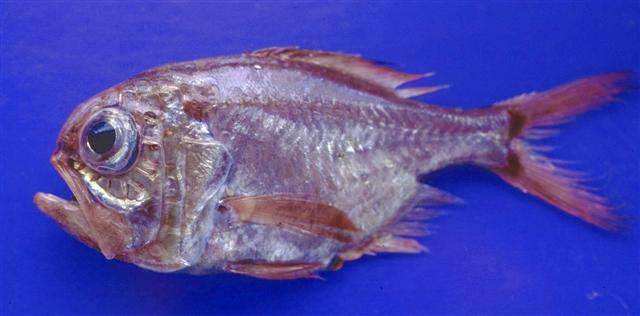 Hoplostethus mediterraneus mediterraneus Cuvier, 1829